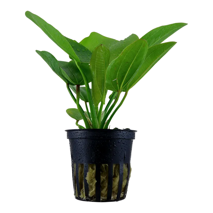 Tropica Akvarieplante i potte Echinodorus Aquartica